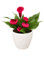 Calla Lily – view 21