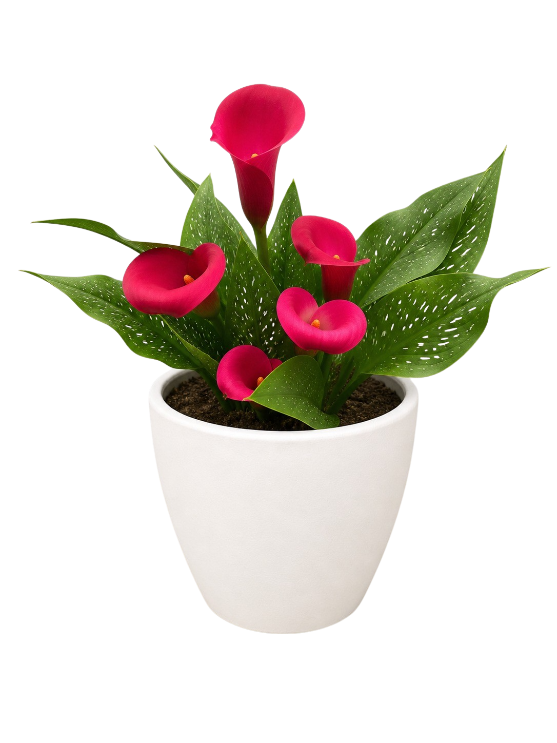 Calla Lily – view 21