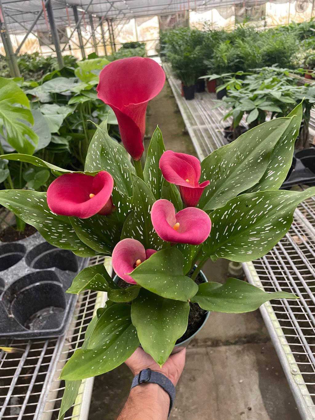 Calla Lily – view 16
