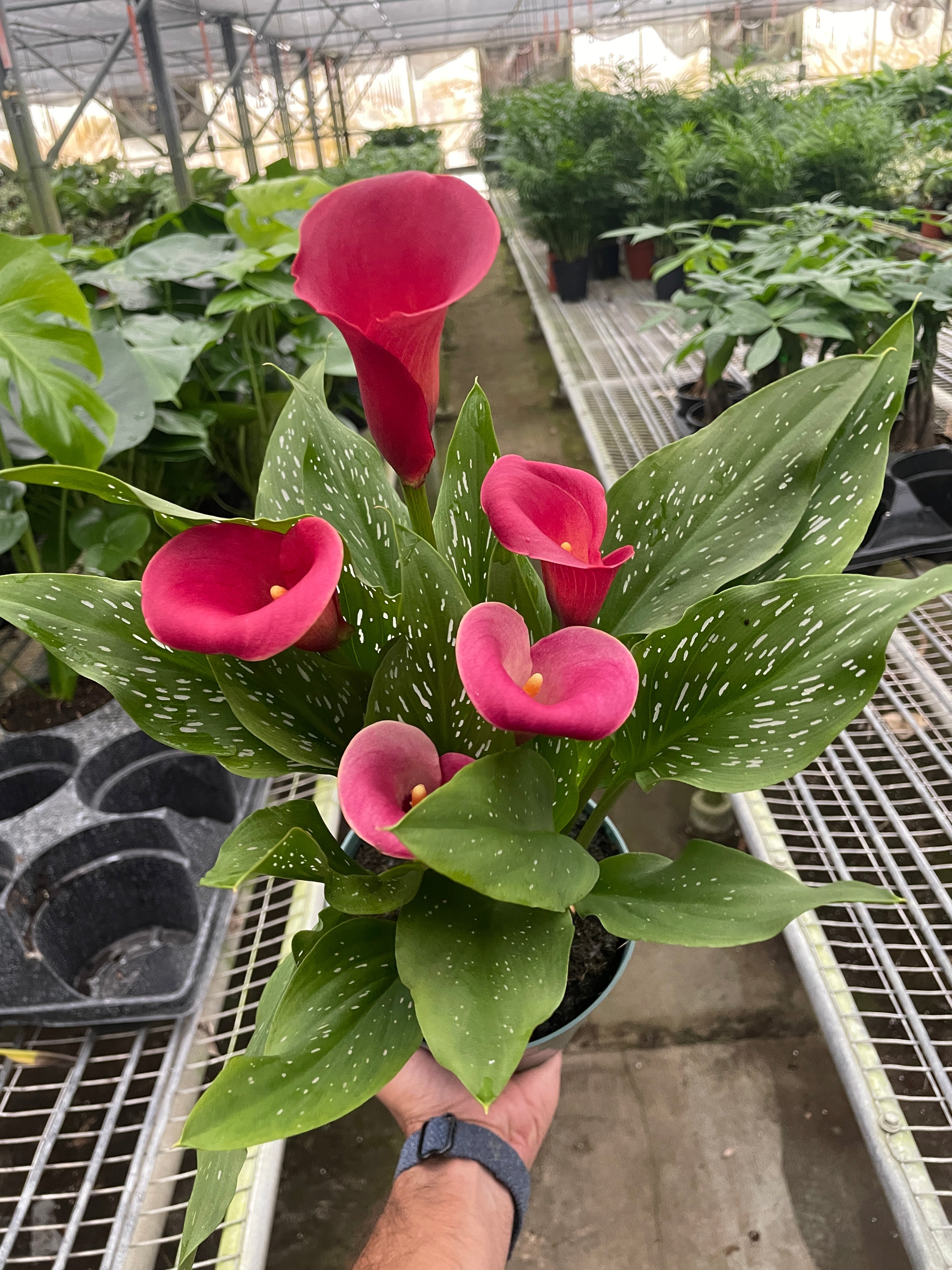 Calla Lily – view 16
