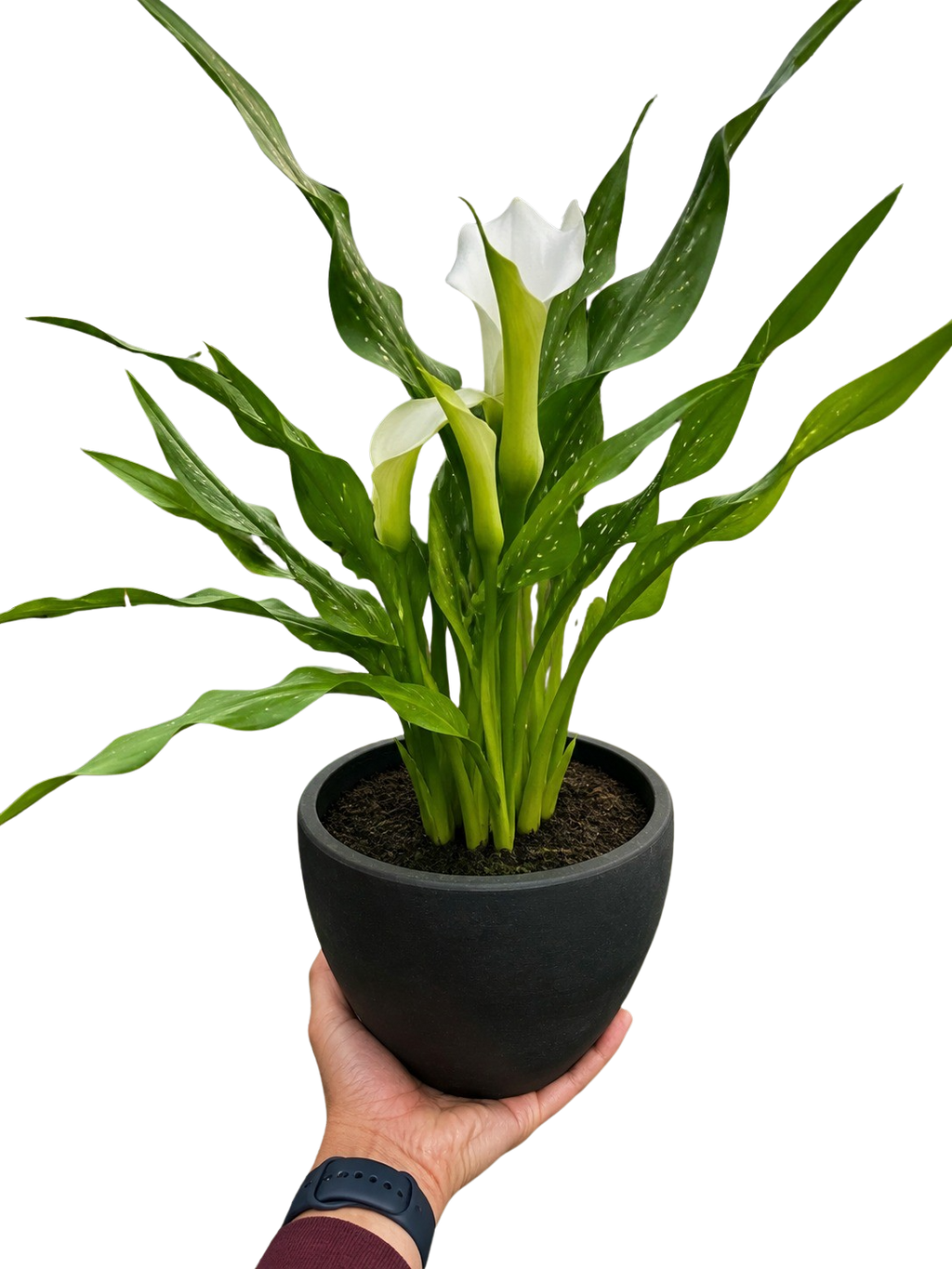 Calla Lily – view 25