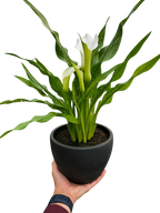 Calla Lily – view 25