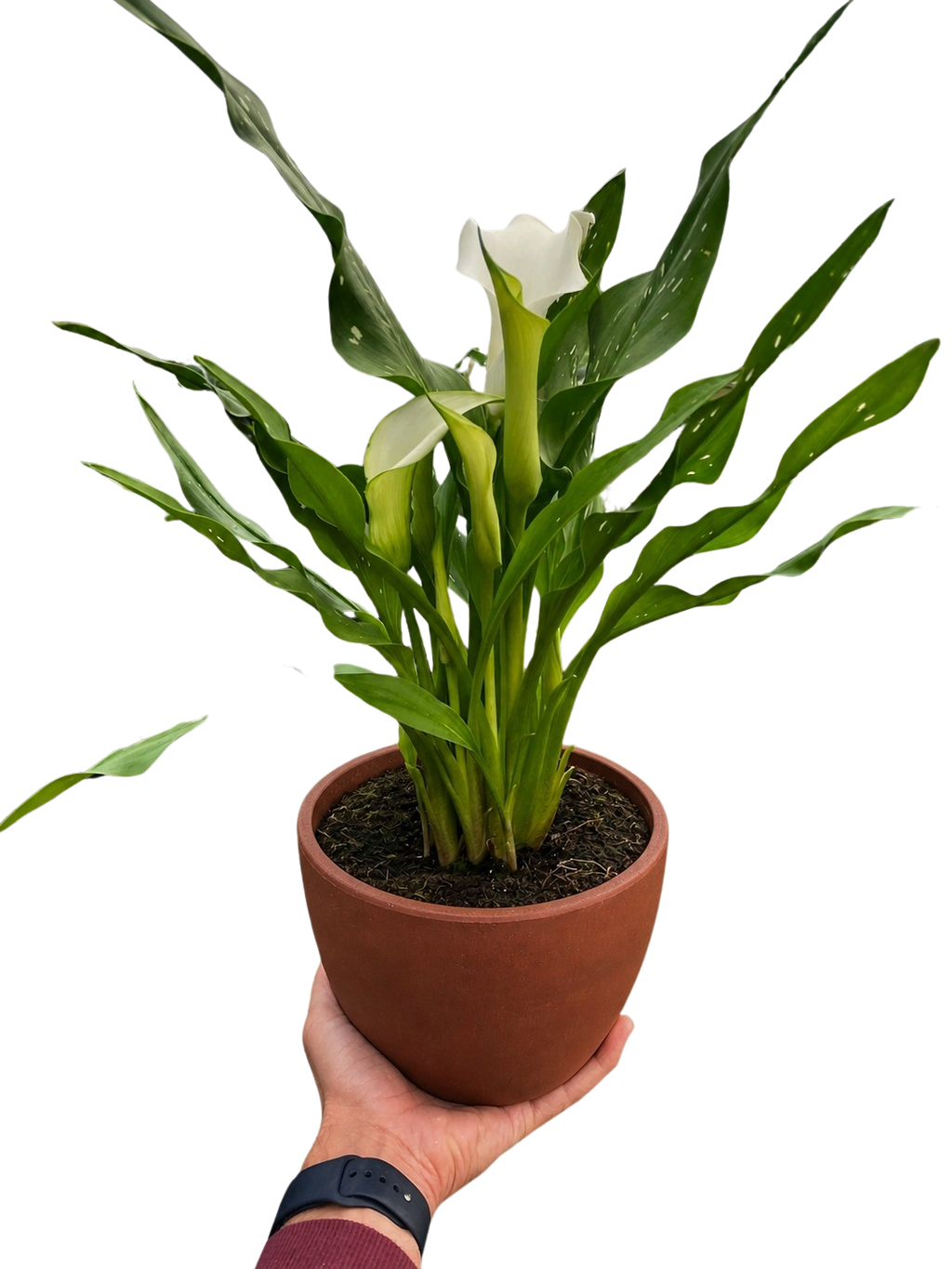 Calla Lily – view 23