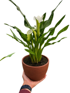 Calla Lily – view 23
