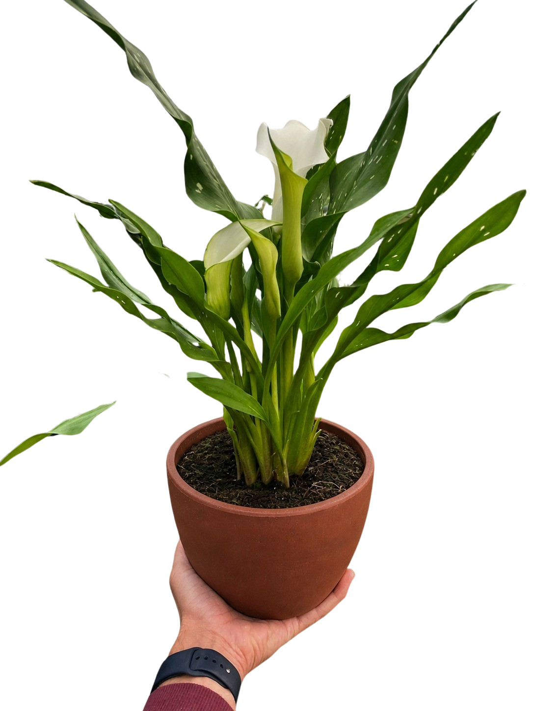 Calla Lily – view 23
