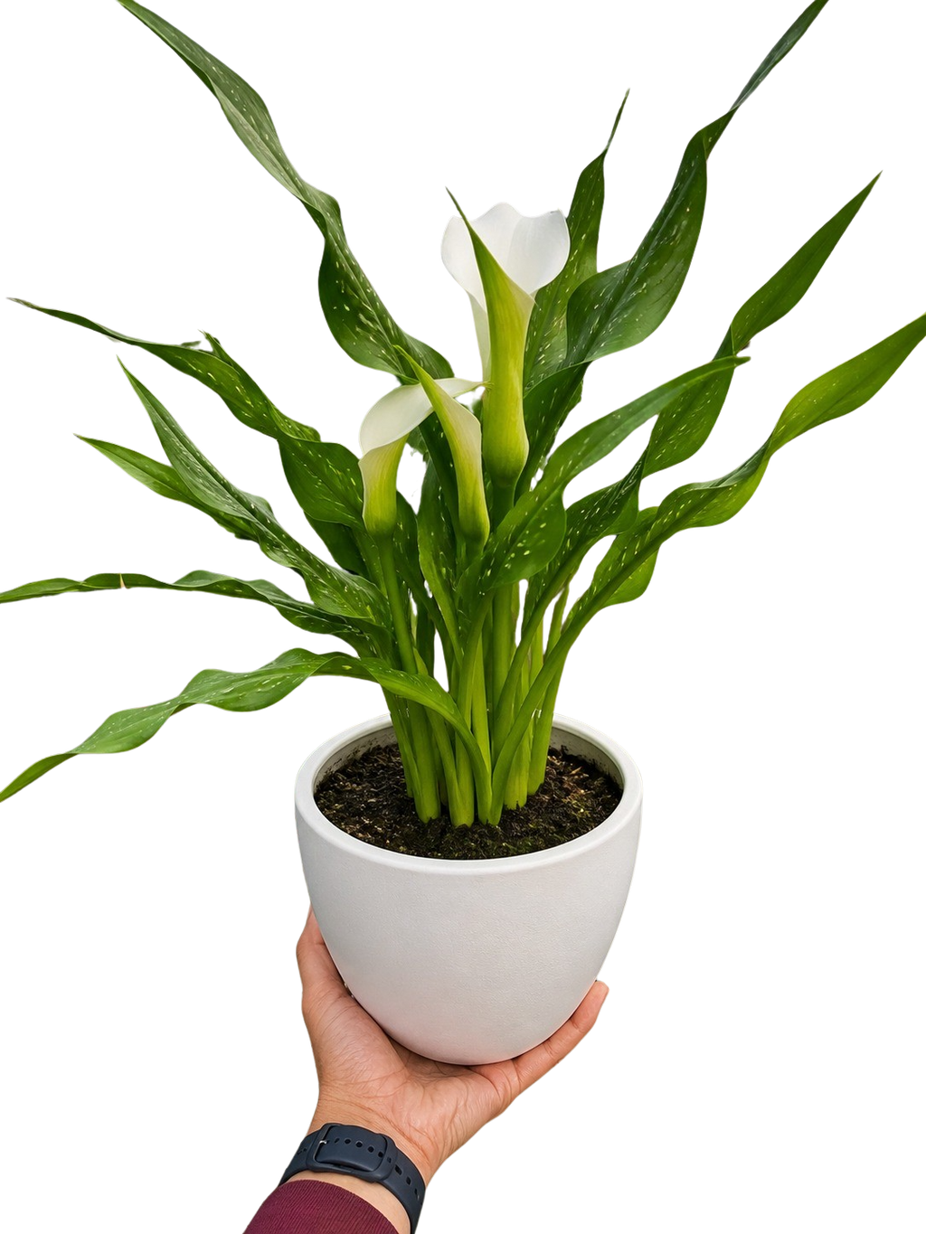 Calla Lily – view 24