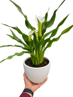 Calla Lily – view 24