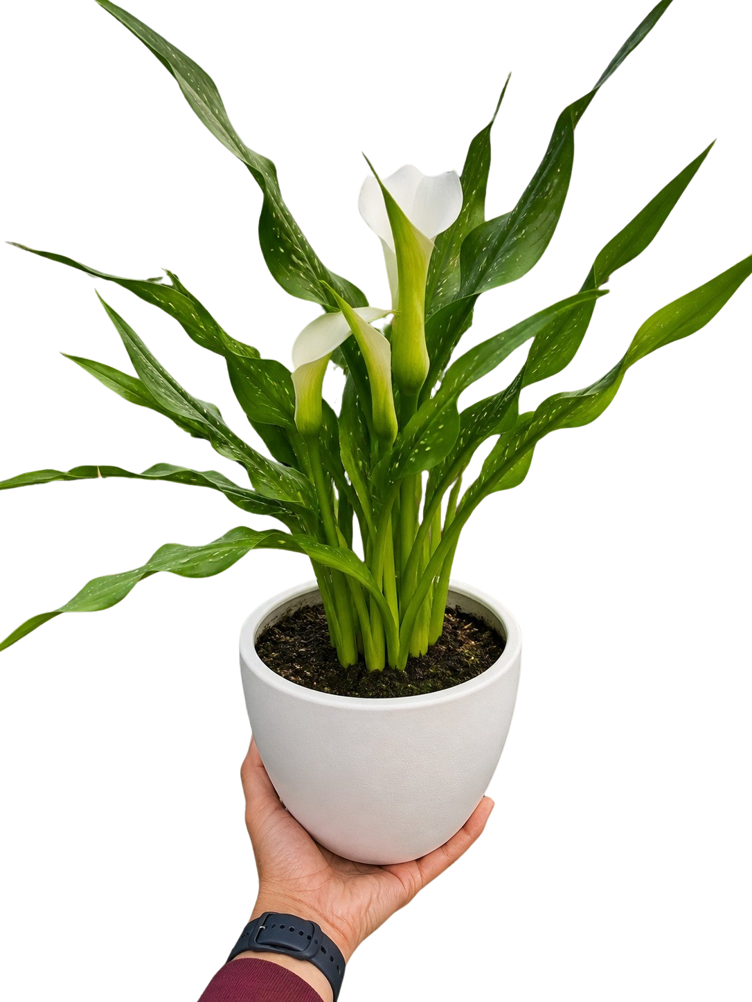 Calla Lily – view 24