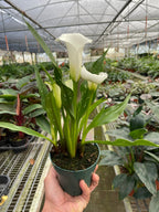 Calla Lily – view 14