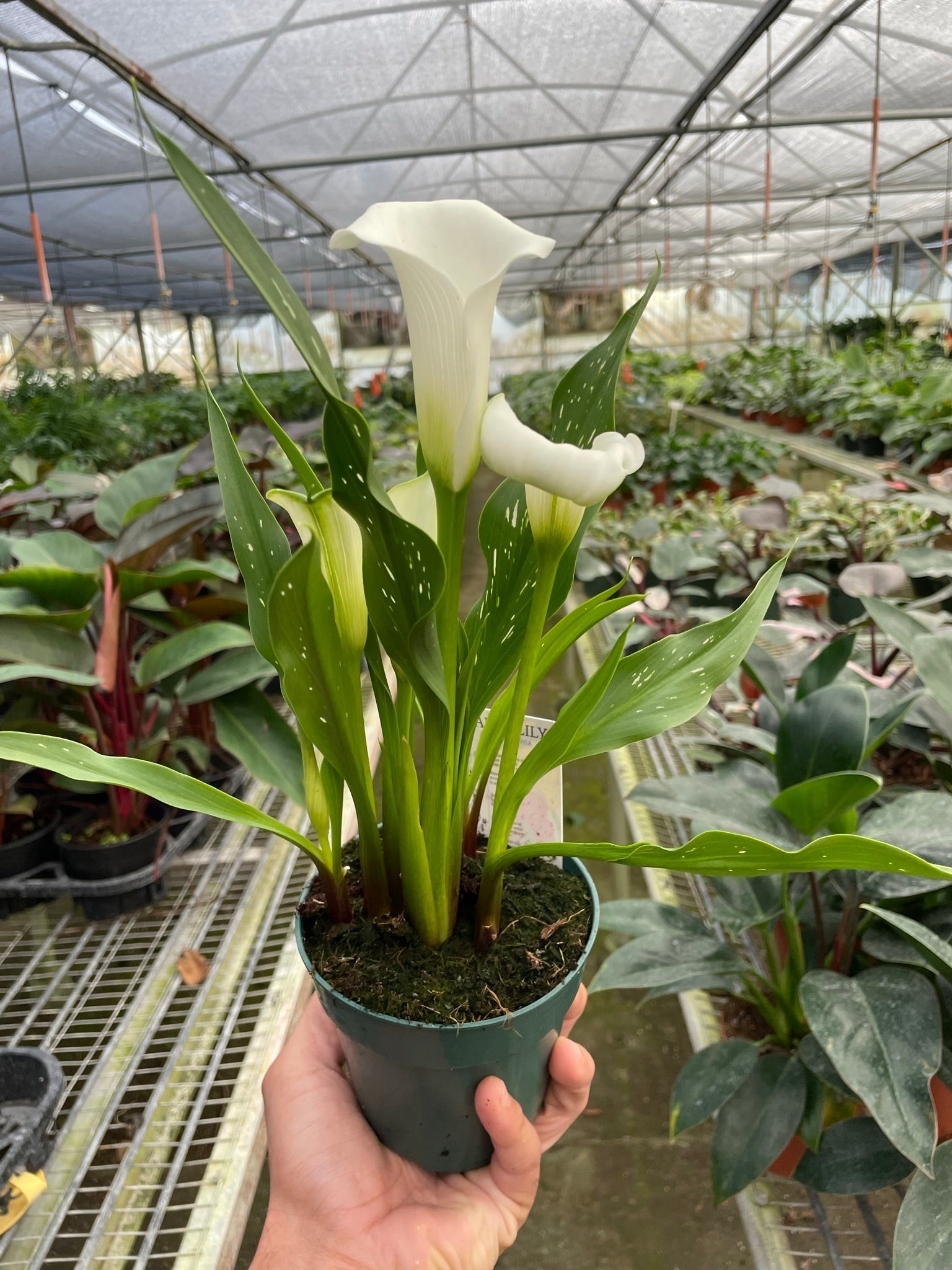 Calla Lily – view 14