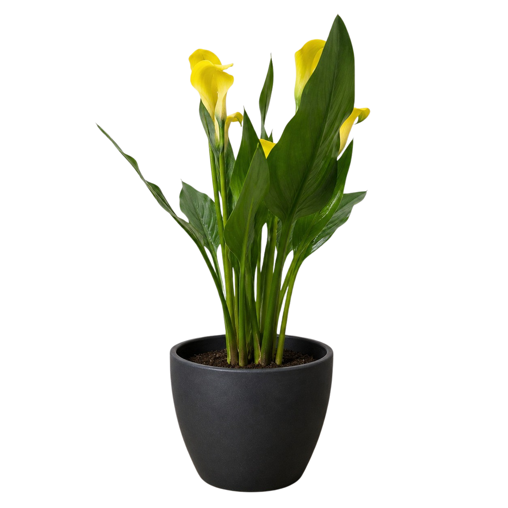 Calla Lily – view 27