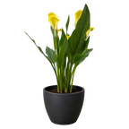 Calla Lily – view 27