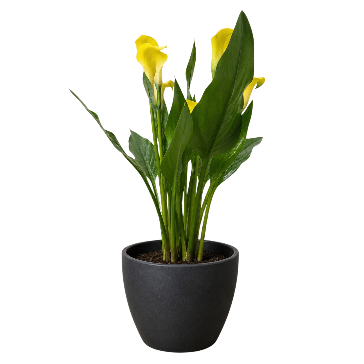 Calla Lily – view 27