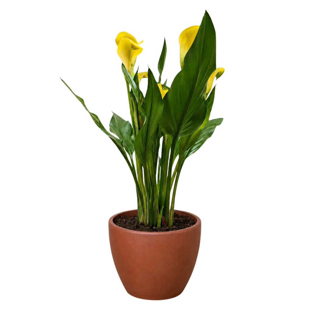 Calla Lily – view 26