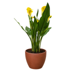 Calla Lily – view 26
