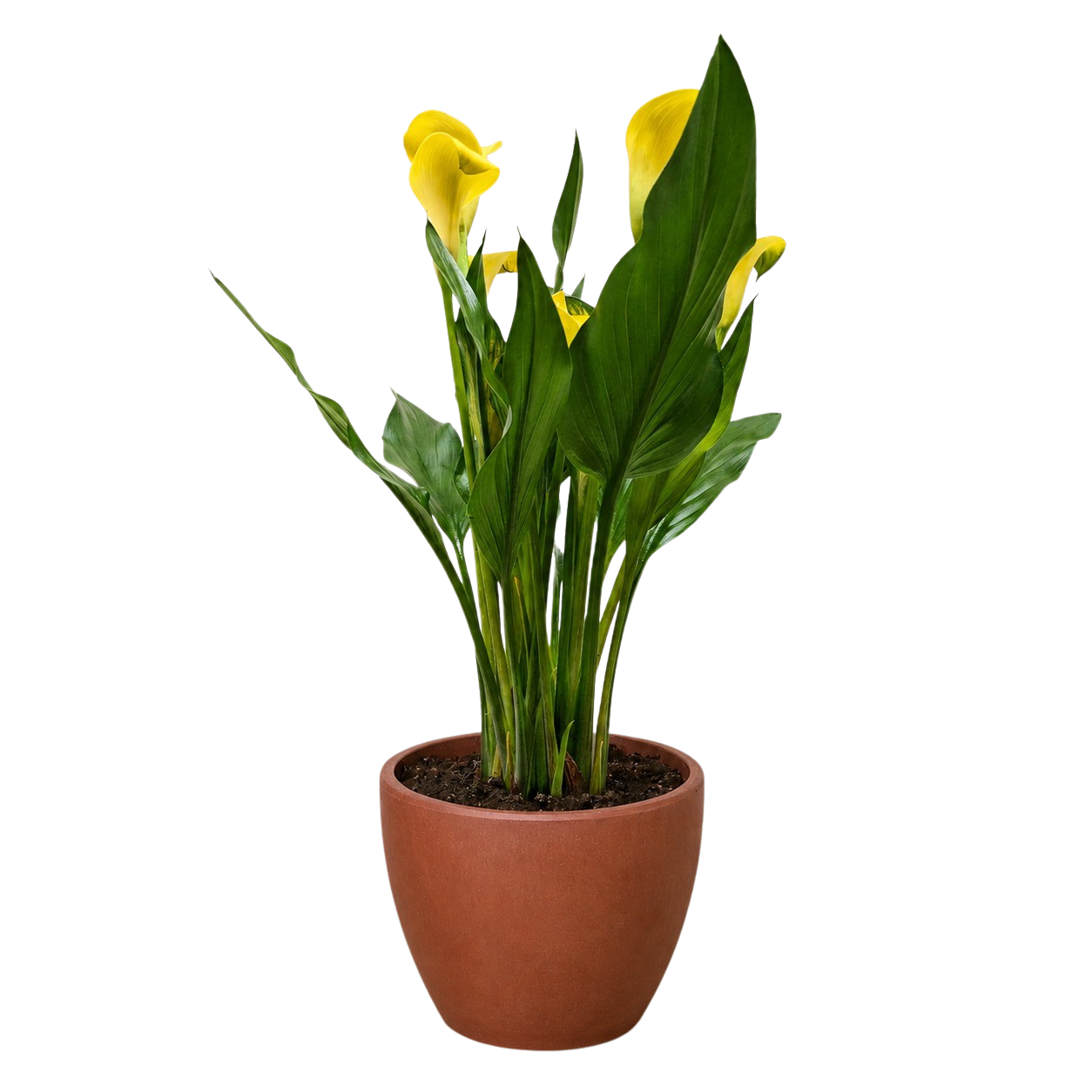 Calla Lily – view 26