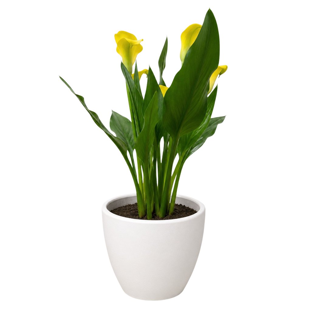 Calla Lily – view 28