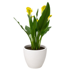 Calla Lily – view 28