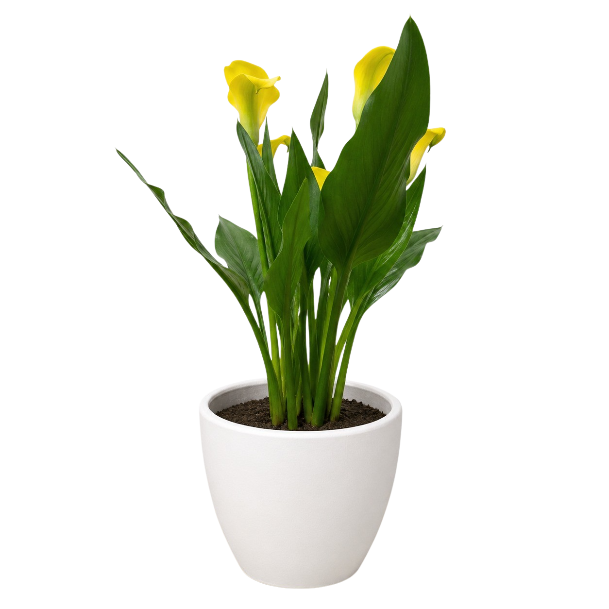 Calla Lily – view 28