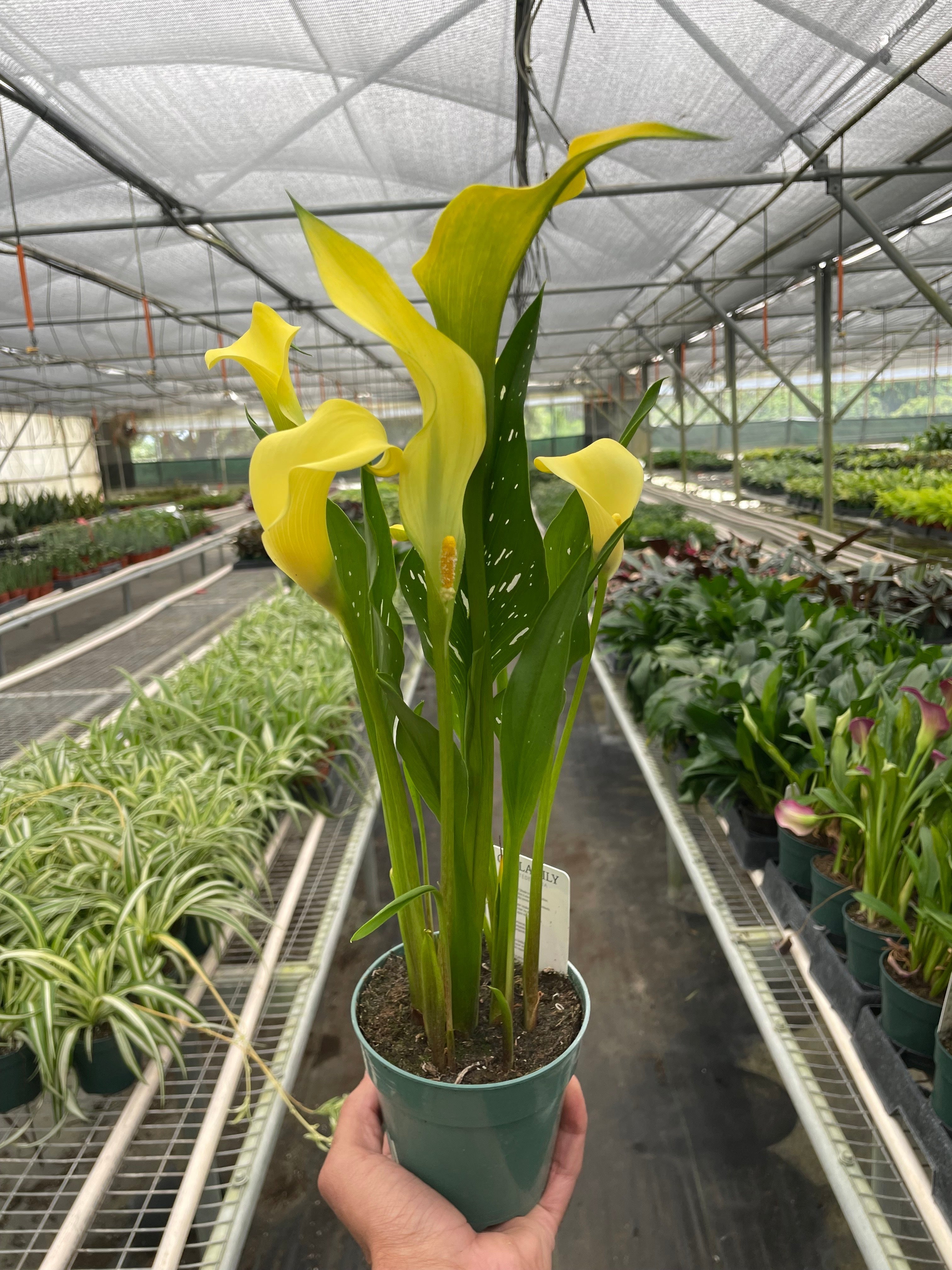 Calla Lily – view 15