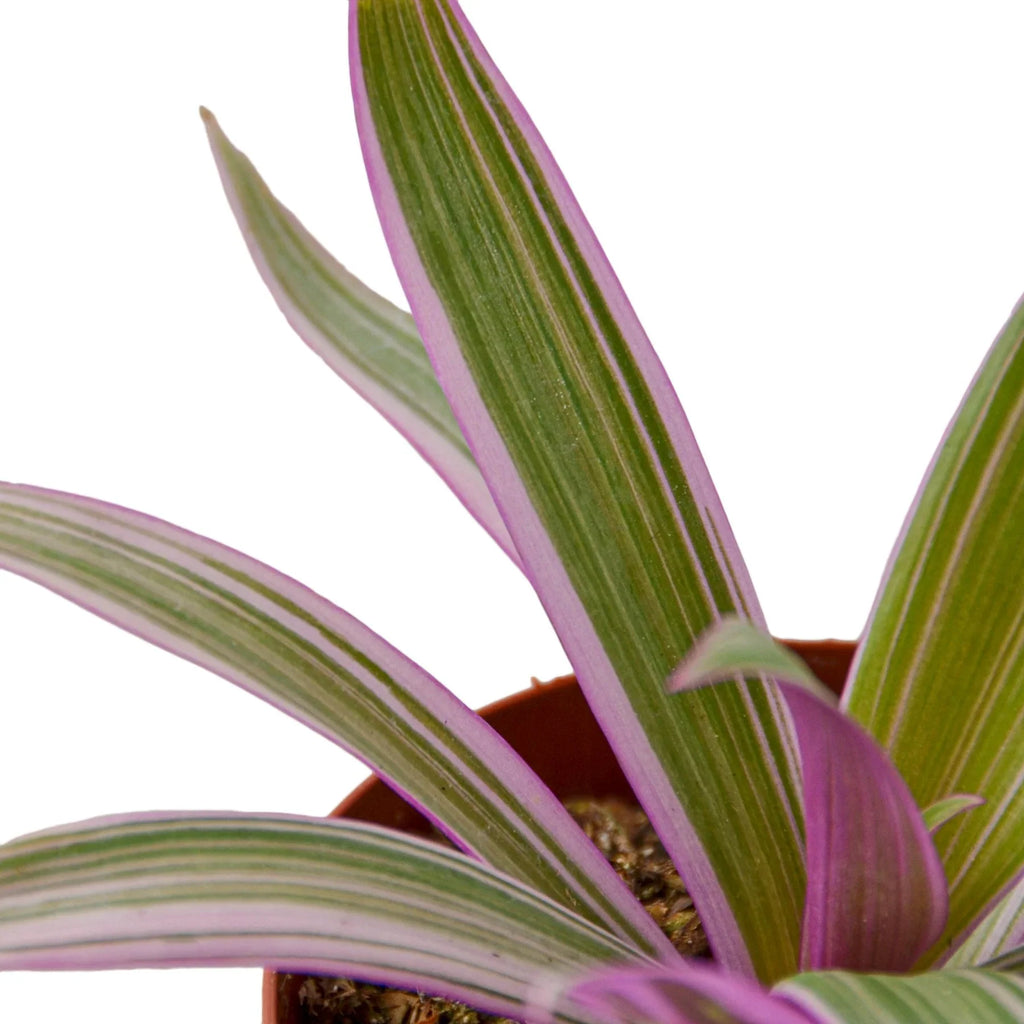 Oyster Plant 'Moses in the Cradle' – view 2