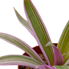 Oyster Plant 'Moses in the Cradle' – view 2
