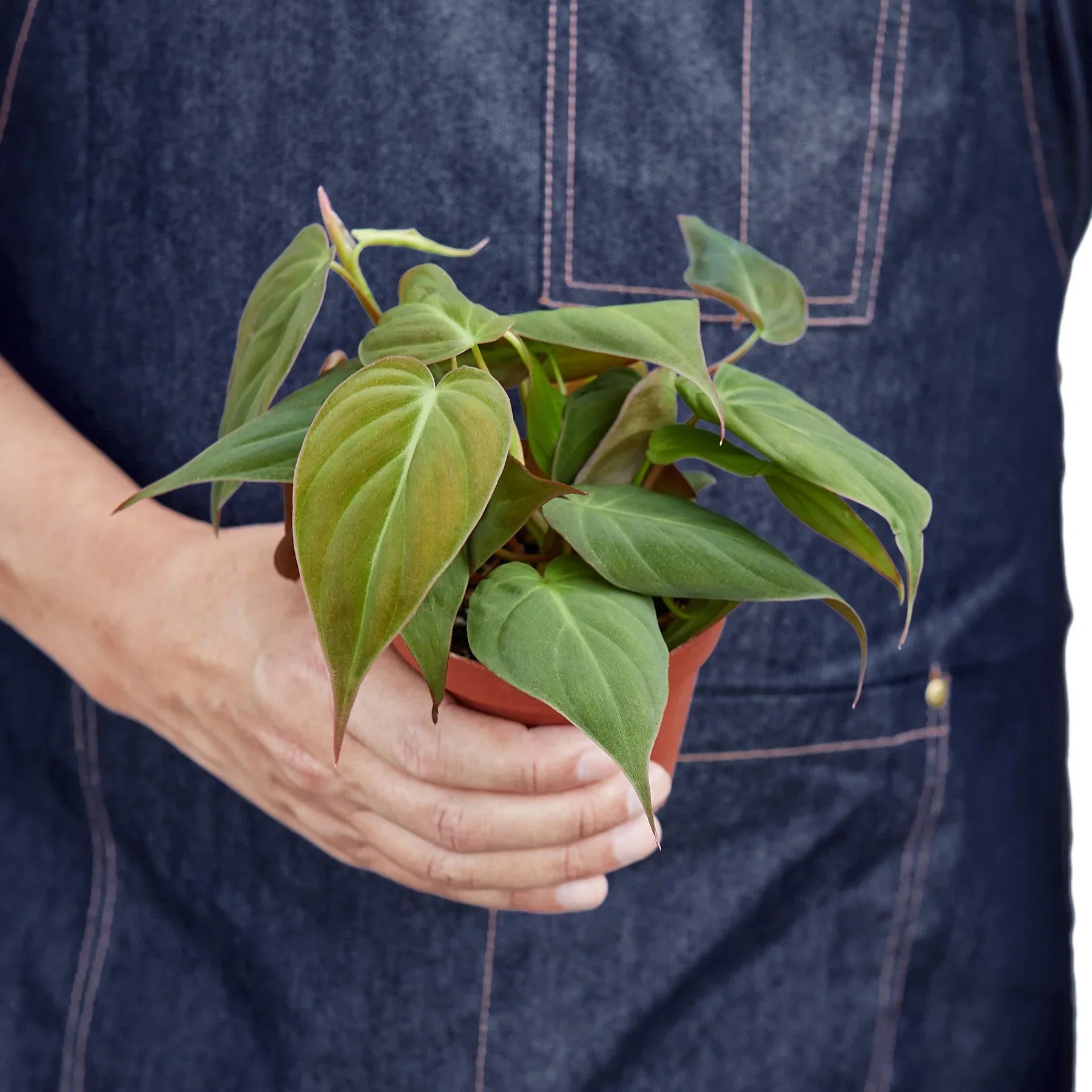Philodendron 'Velvet' – view 4