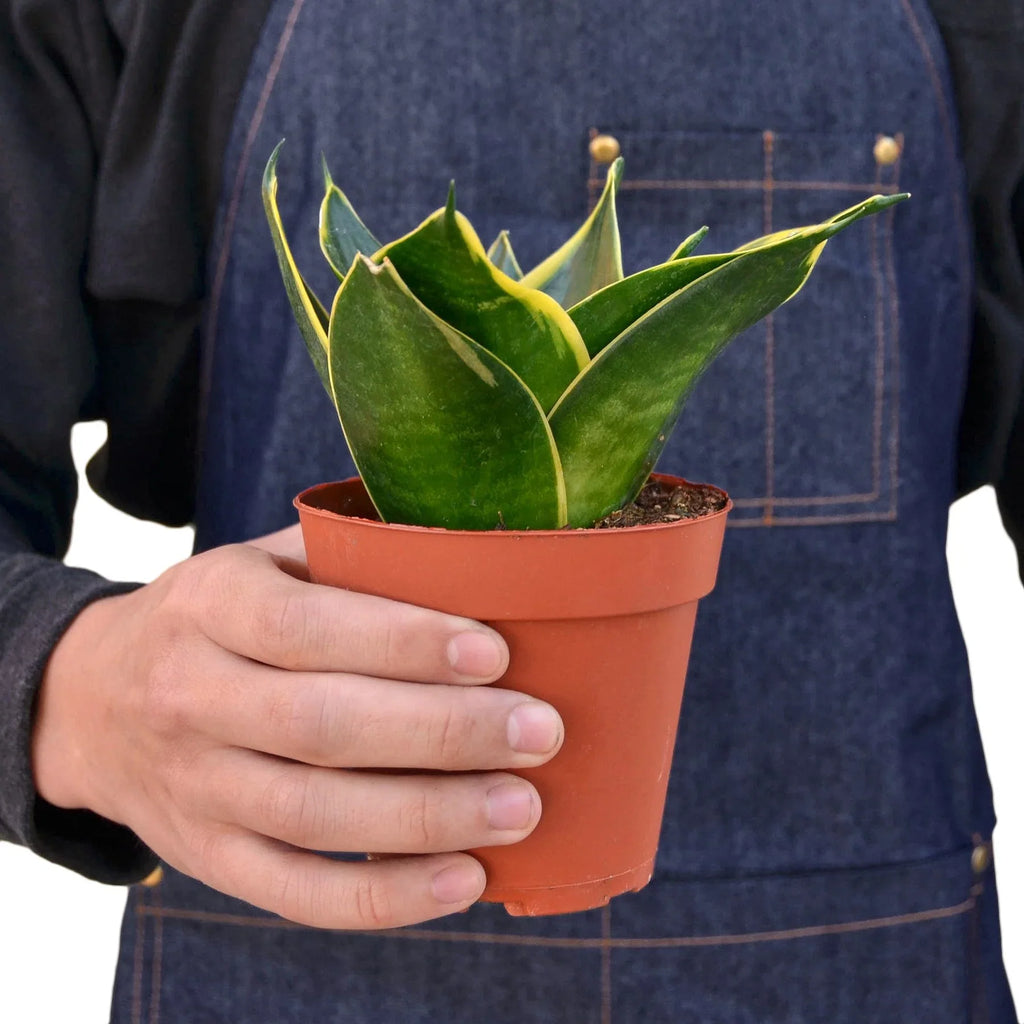Snake Plant Emerald Star – view 3