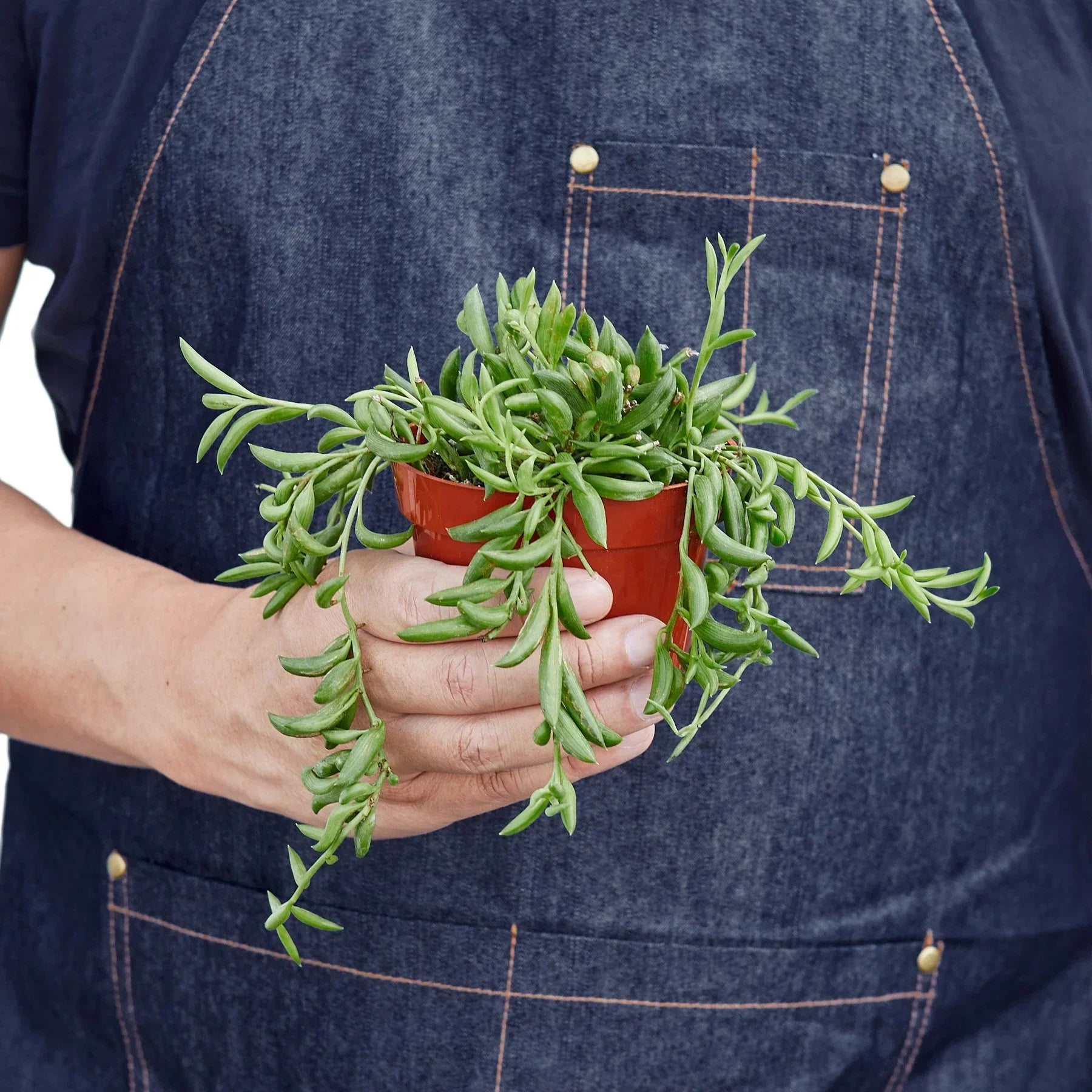 Succulent 'String of Bananas' – view 3