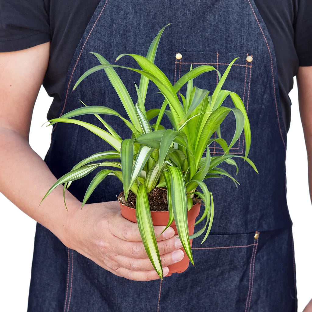 Spider Plant Hawaiian – view 3