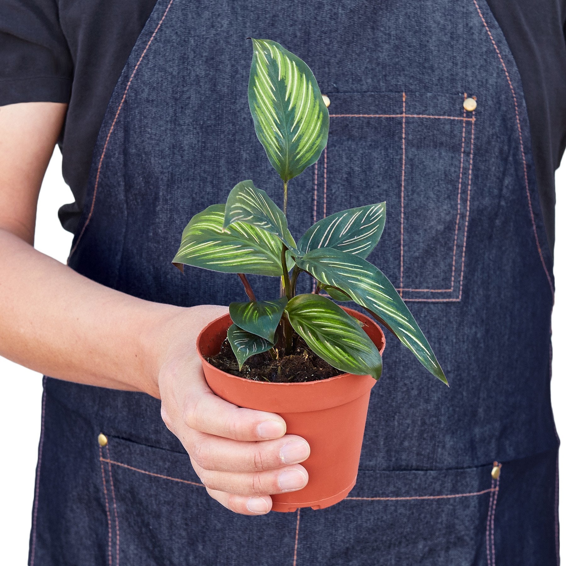 Calathea 'Beauty Star' – view 2