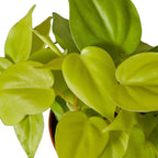 Philodendron 'Neon' – view 2