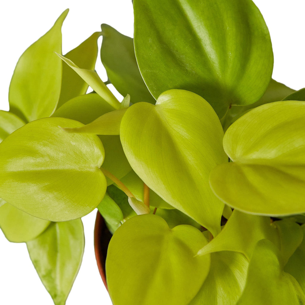 Philodendron 'Neon' – view 2