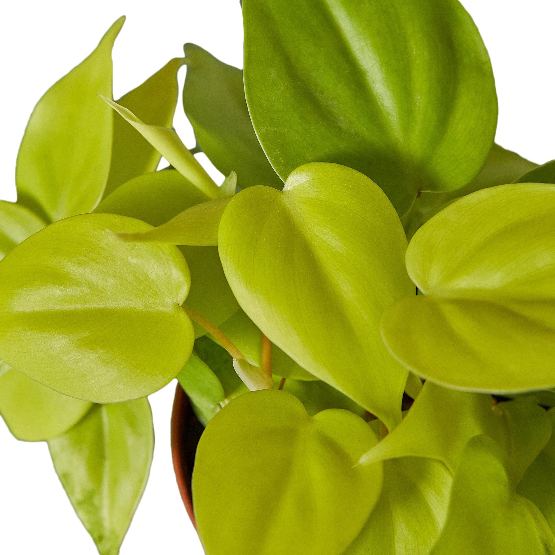 Philodendron 'Neon' – view 2