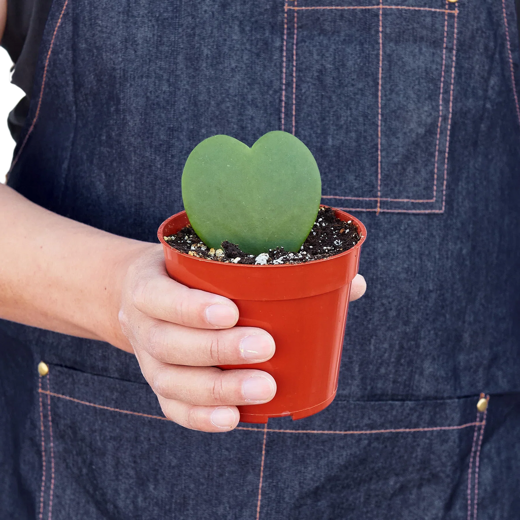 Hoya Sweetheart – view 2