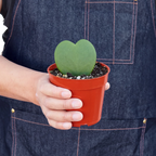Hoya Sweetheart – view 2