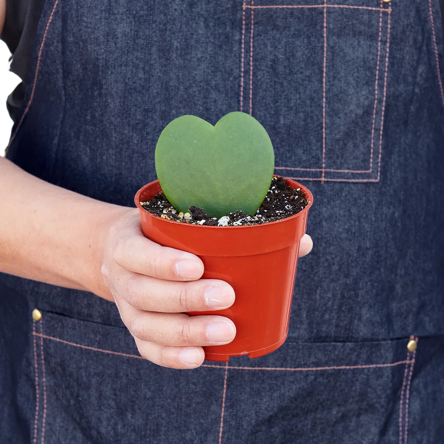Hoya Sweetheart – view 2