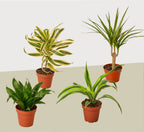 4 Different Dracaenas Variety Pack - Live House Plant - 4" Pot by House Plant Dropship