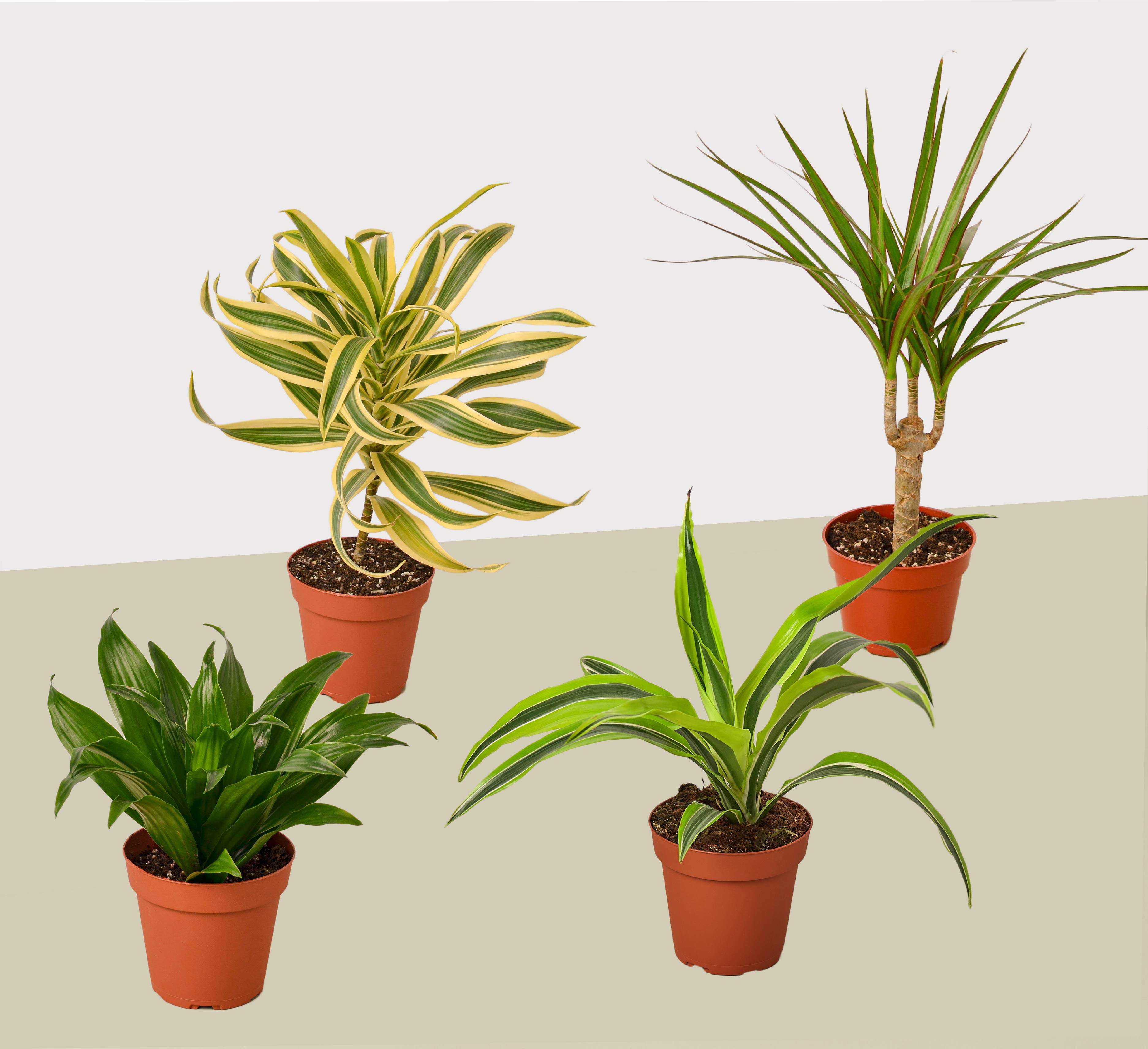 4 Different Dracaenas Variety Pack - Live House Plant - 4" Pot by House Plant Dropship
