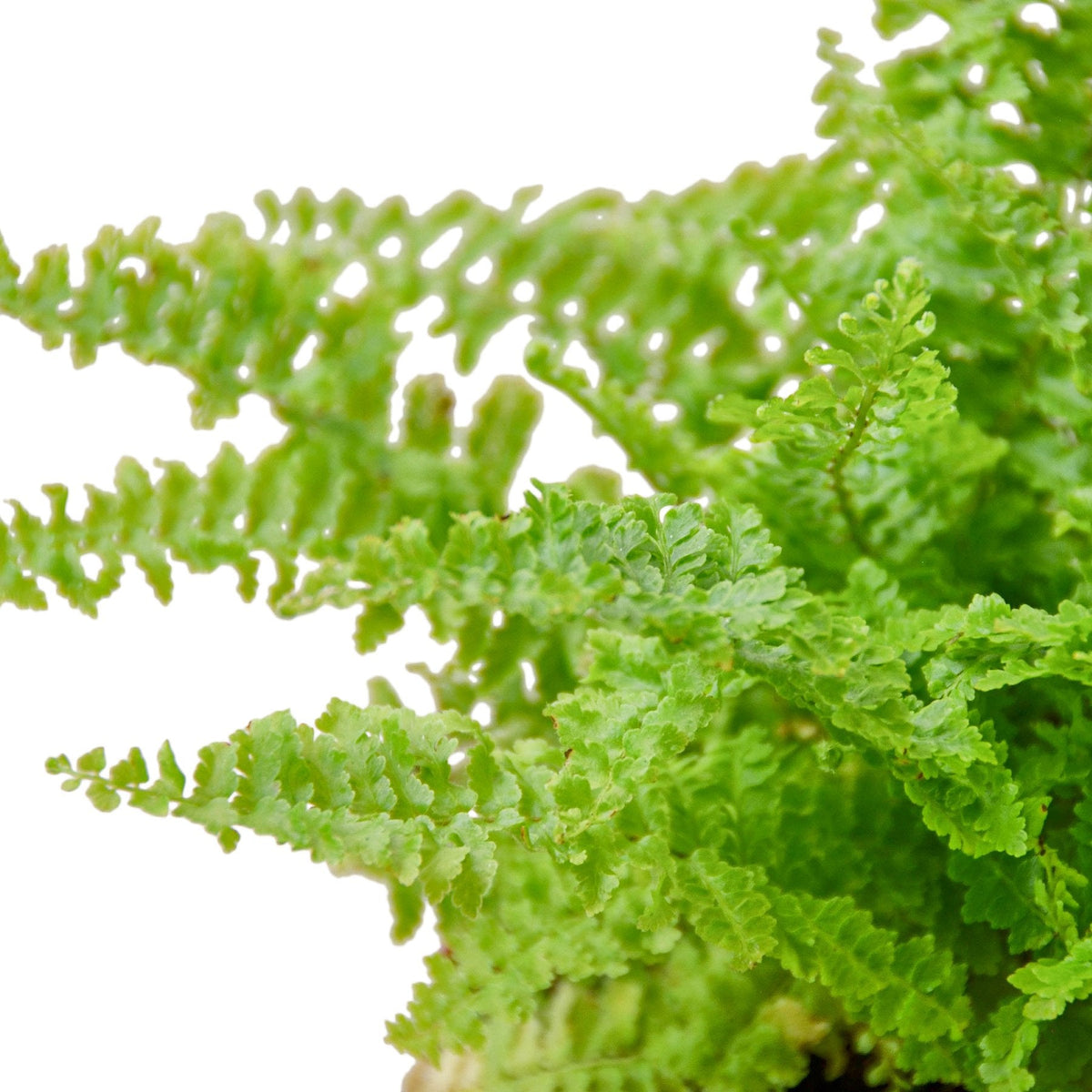 Cotton Candy Fern – view 2