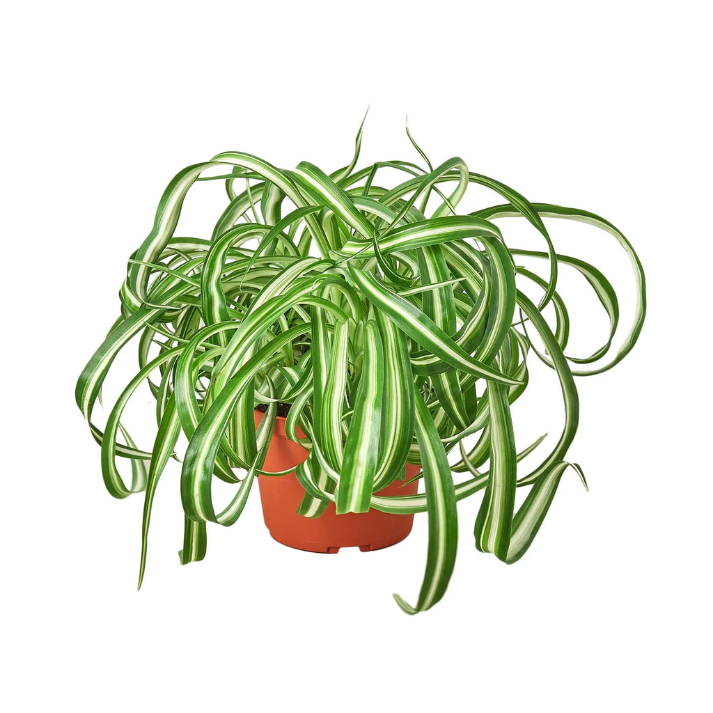 Spider Plant 'Bonnie' – view 4