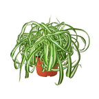 Spider Plant 'Bonnie' – view 4