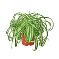 Spider Plant 'Bonnie'