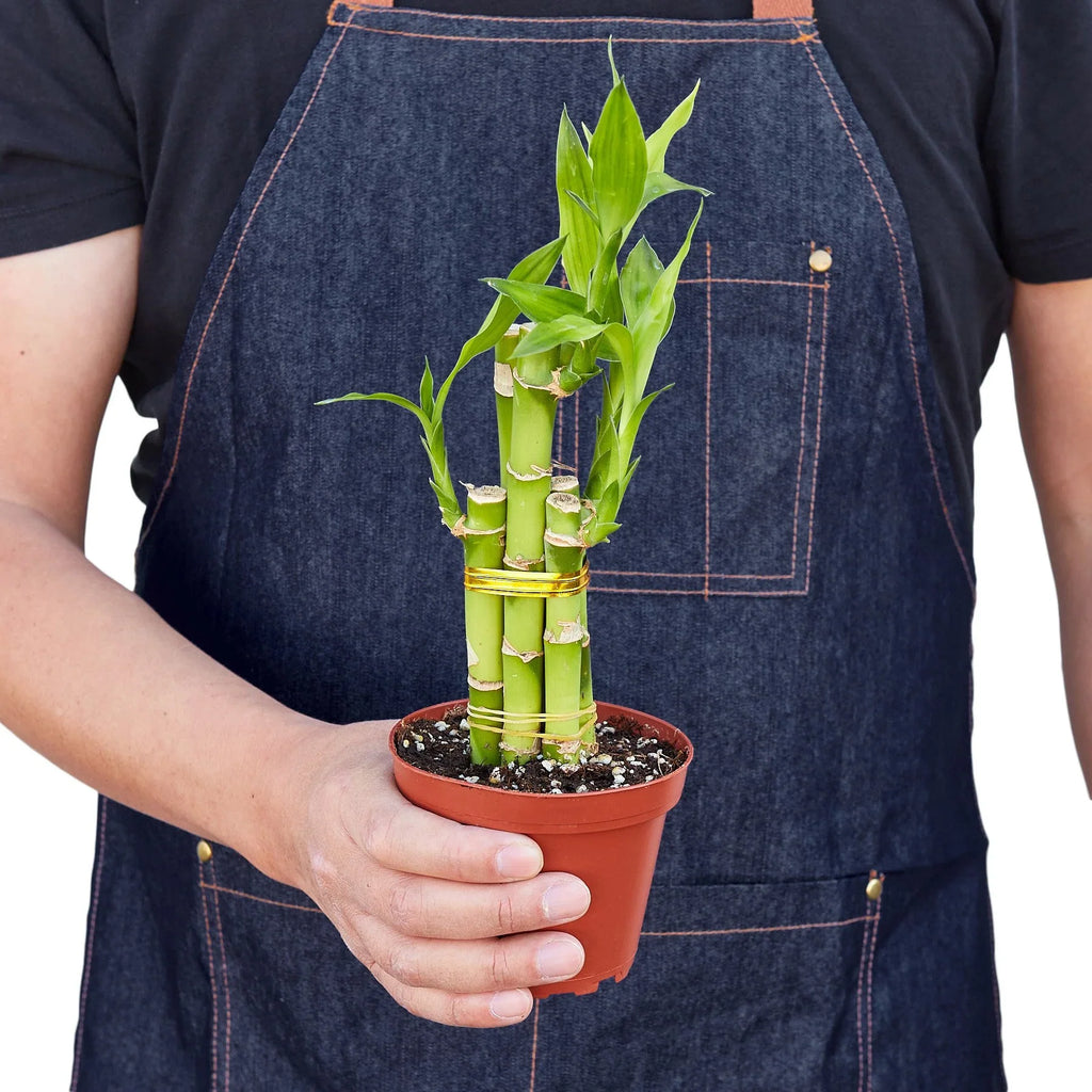 Dracaena 'Lucky Bamboo' – view 3