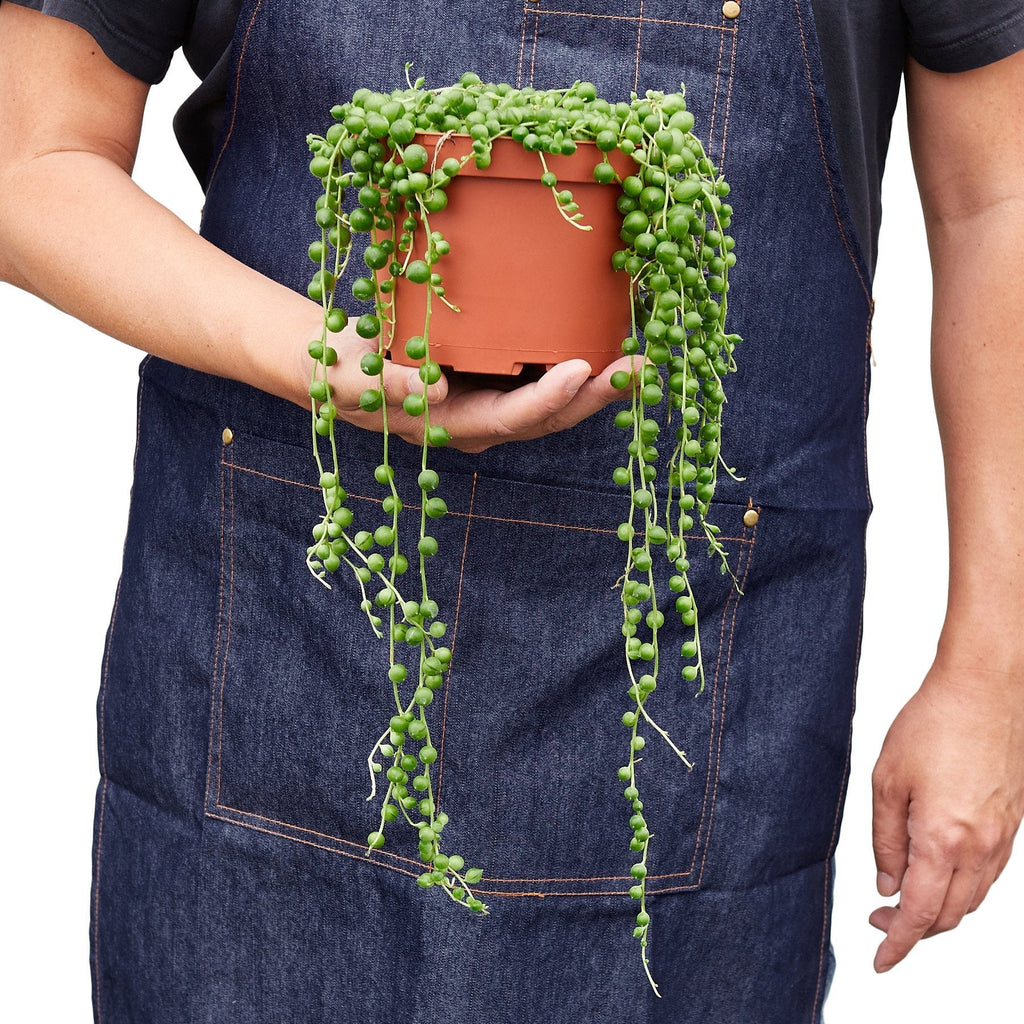 Succulent 'String of Pearls' – view 3