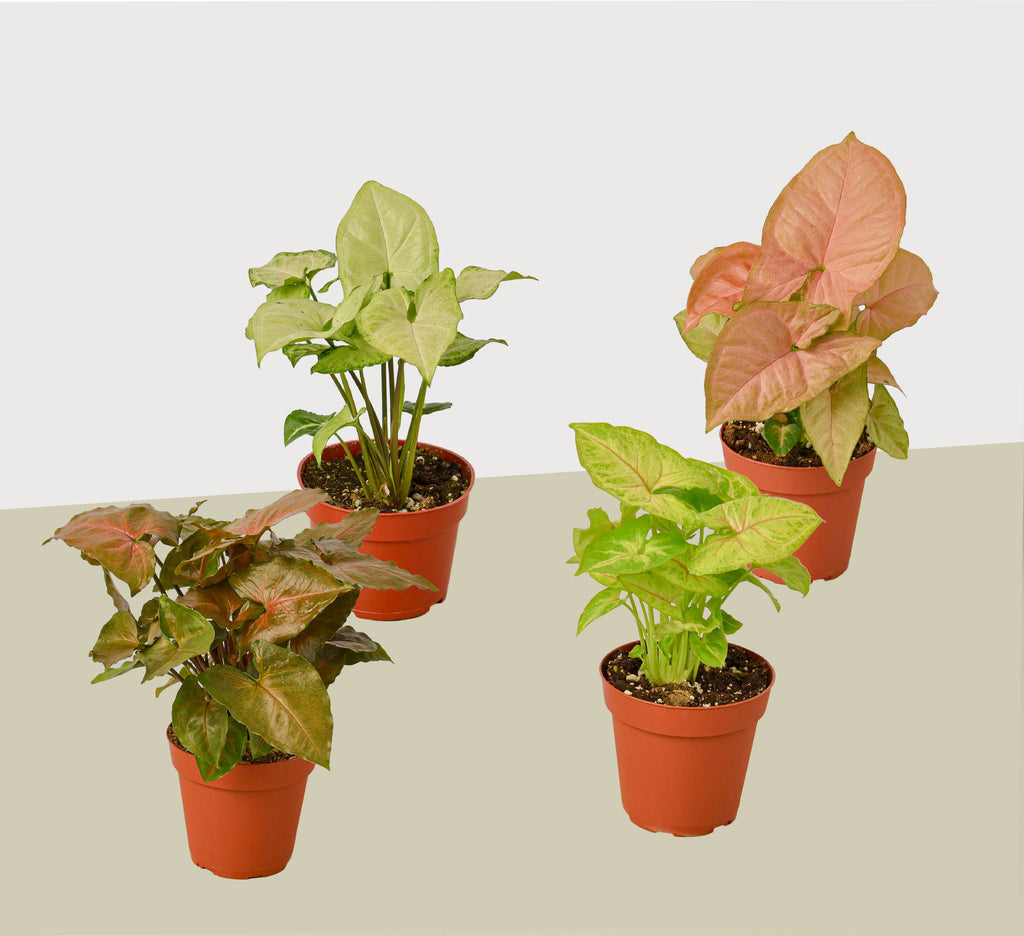 4 Different Syngonium Plants - Arrowhead Plants / 4" Pot / Live Plant by House Plant Dropship