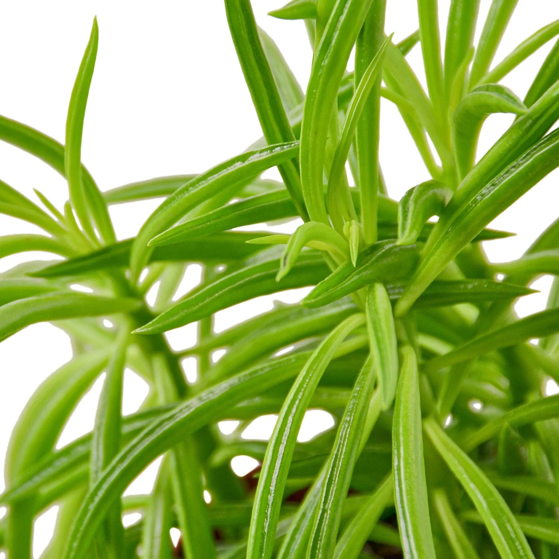 Peperomia 'Green Bean' – view 2