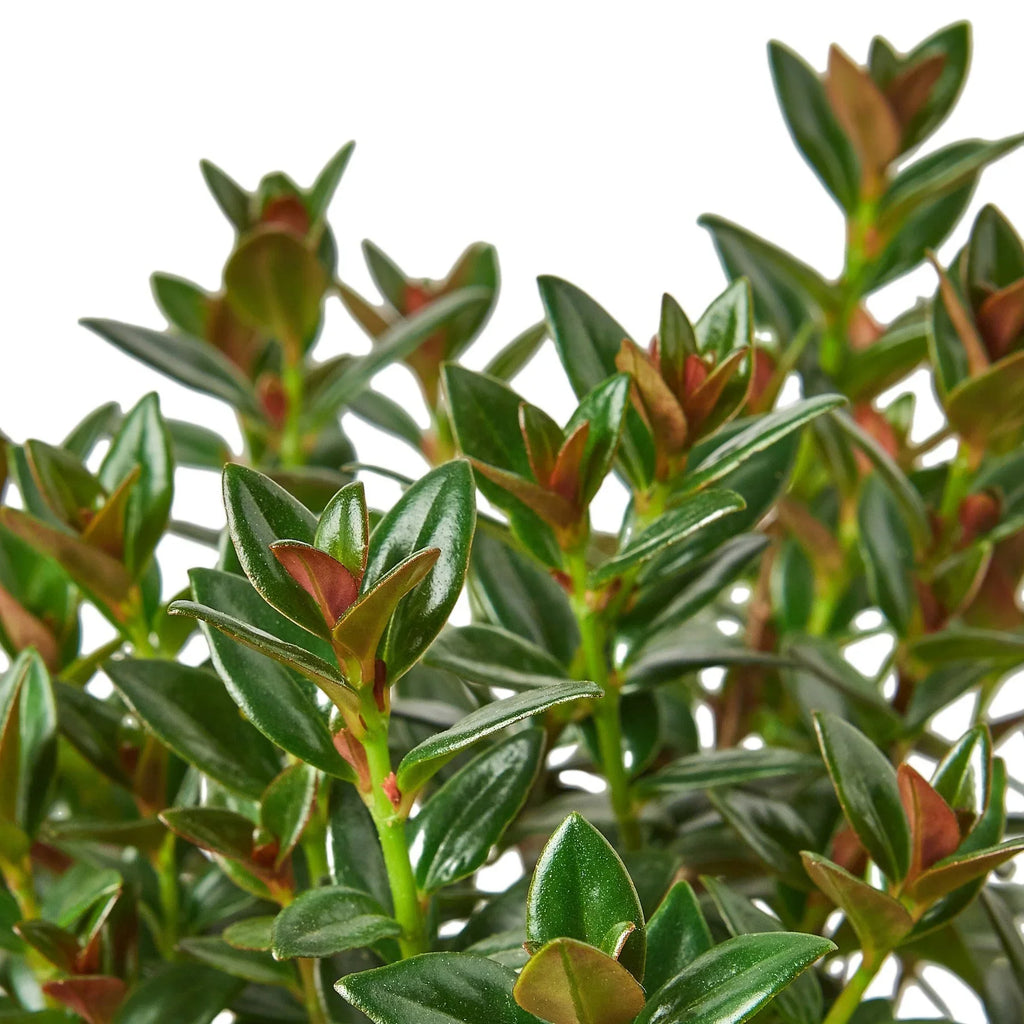 Nematanthus Black Goldfish Plant – view 5