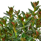 Nematanthus Black Goldfish Plant – view 5