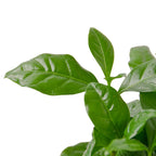 Arabica Coffee – view 2